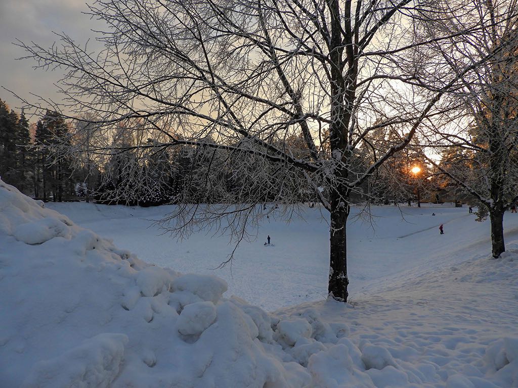Pajunen_3